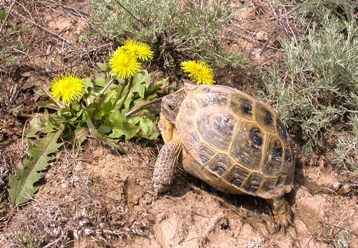 Agrionemys horsfieldii – Central Asian tortoise